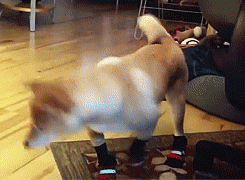 Why Cats And Dogs Need To Wear Socks